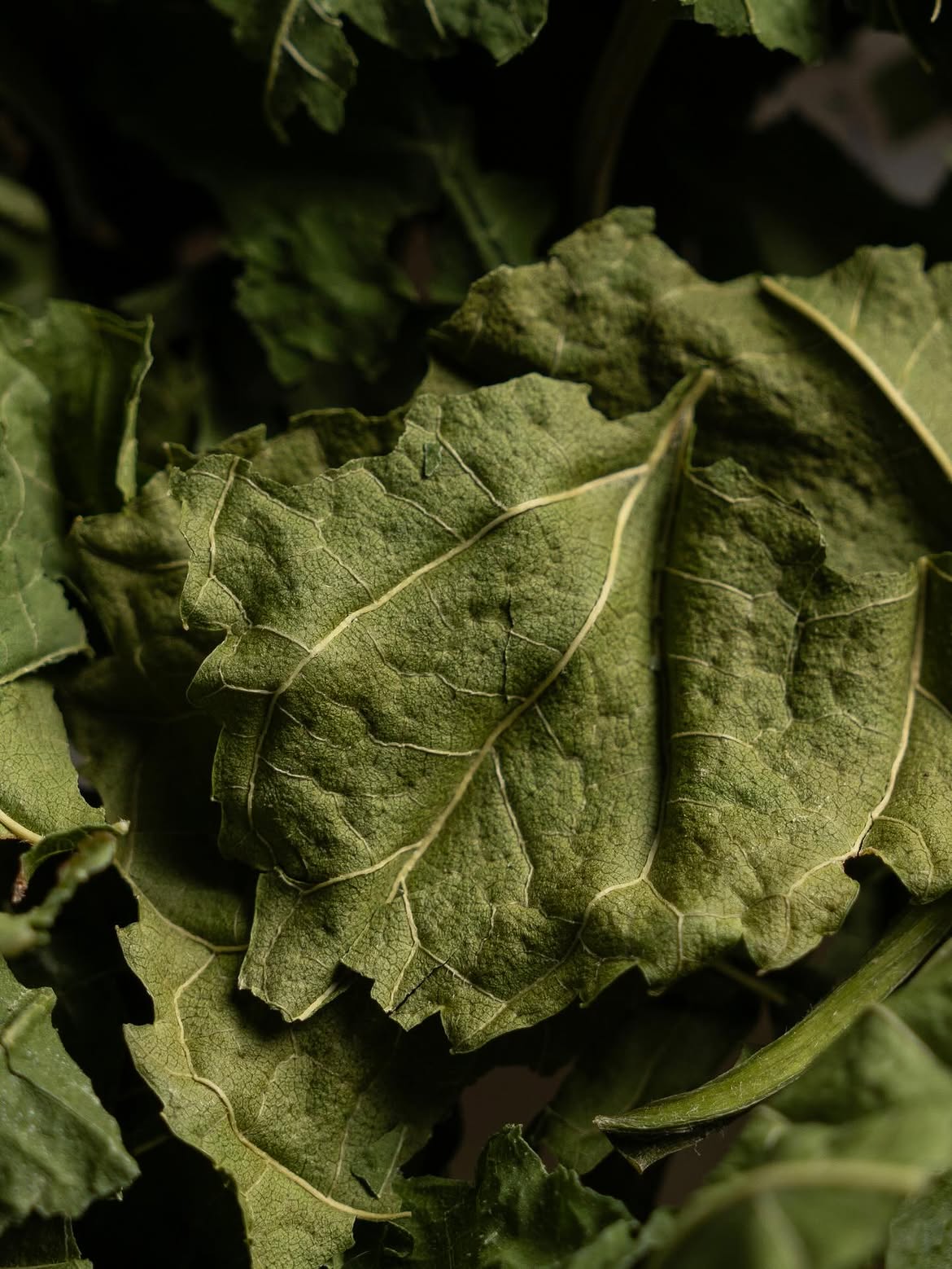 Leaf texture, macro